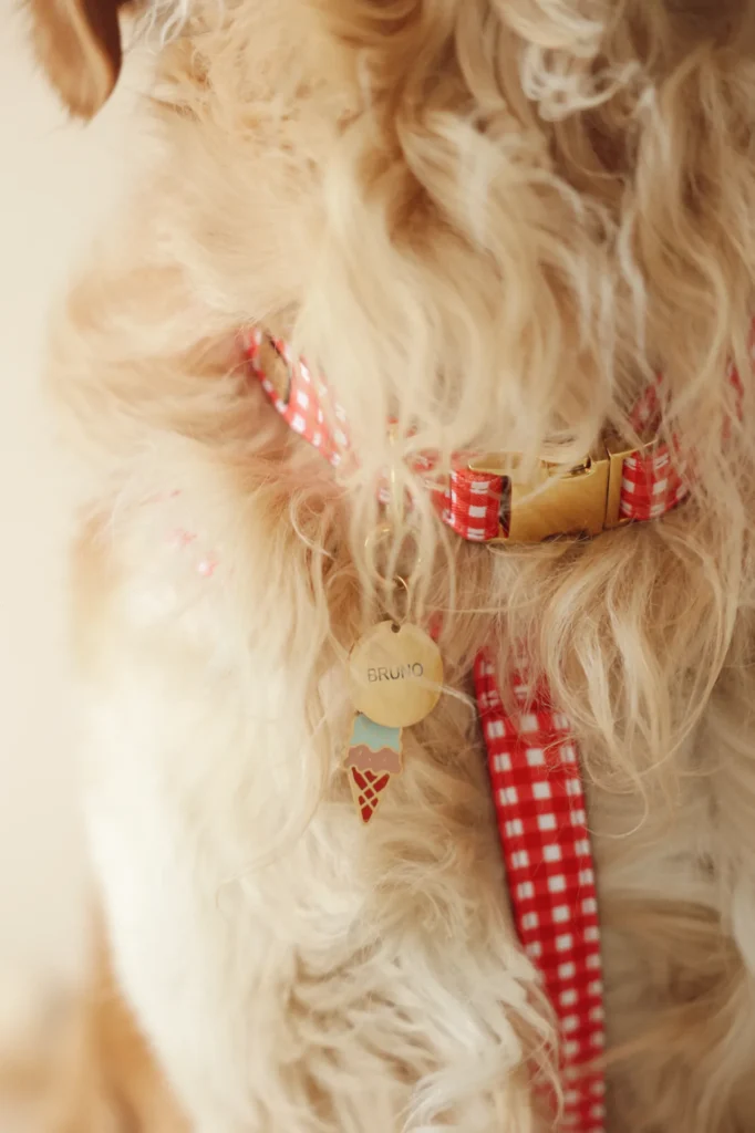 Perro de pelo rizado con una placa redonda dorada con el nombre BRUNO grabado con láser, un charm de helado y el collar y la correa Vichy rojos